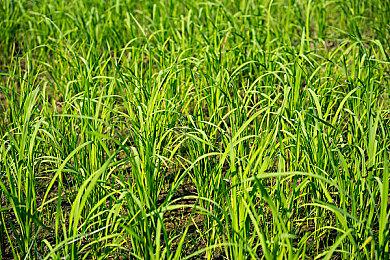 《塞伯利亚之谜：之前的世界》年内登录Switch平台